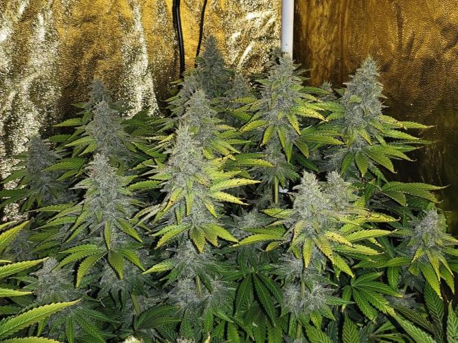 Frozen Black Cherry (Anesia Seeds). Week 14