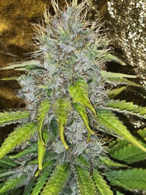 Frozen Black Cherry (Anesia Seeds). Week 14