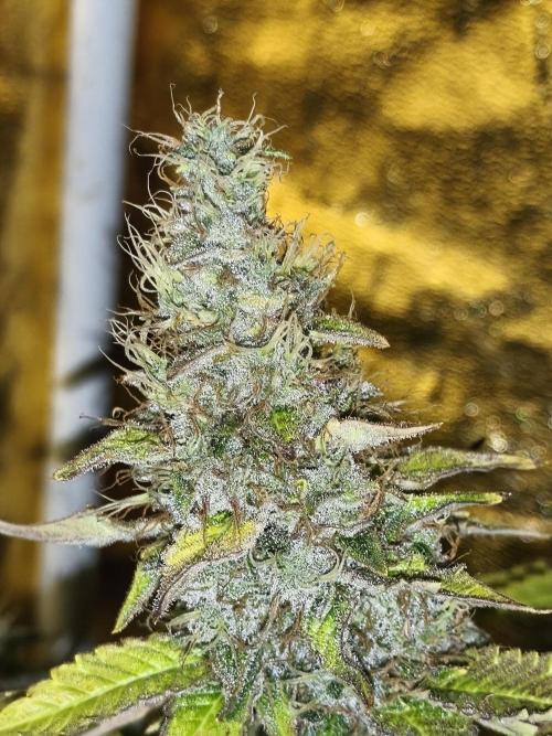 Frozen Black Cherry (Anesia Seeds). Week 14