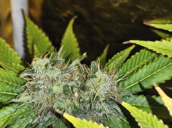 Frozen Black Cherry (Anesia Seeds). Week 14