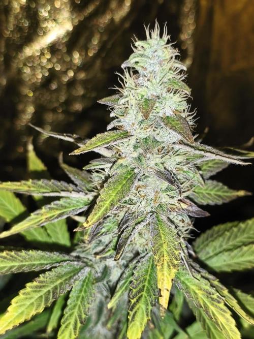 Frozen Black Cherry (Anesia Seeds). Week 14