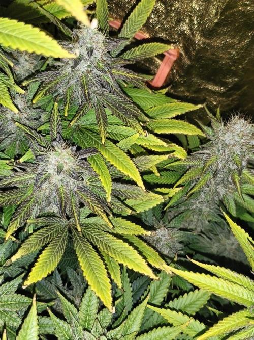 Frozen Black Cherry (Anesia Seeds). Week 14
