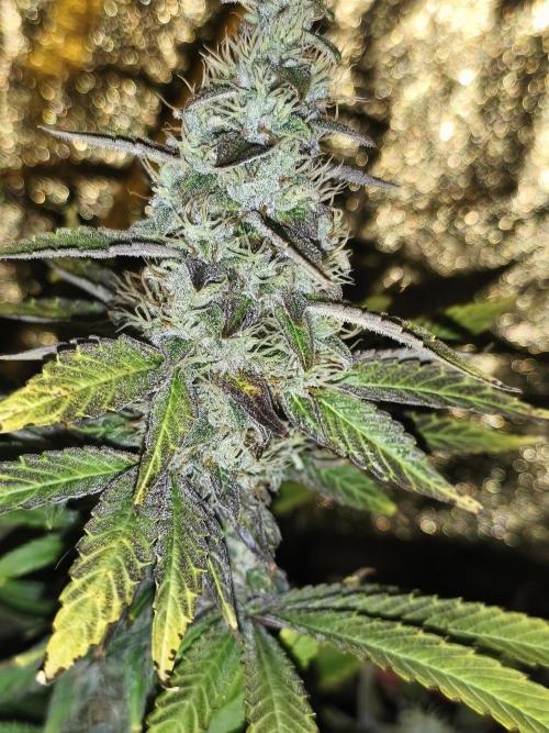 Frozen Black Cherry (Anesia Seeds). Week 14