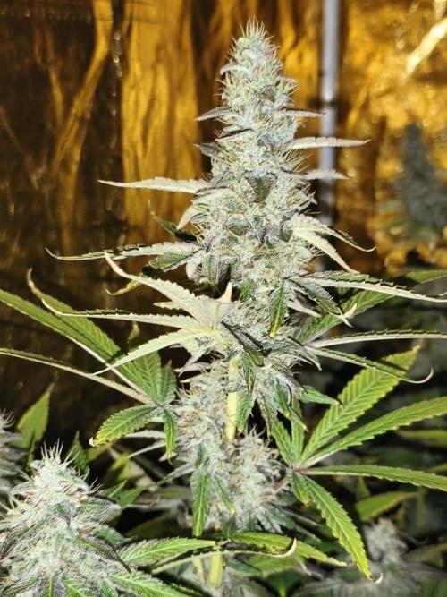 Frozen Black Cherry (Anesia Seeds). Week 14