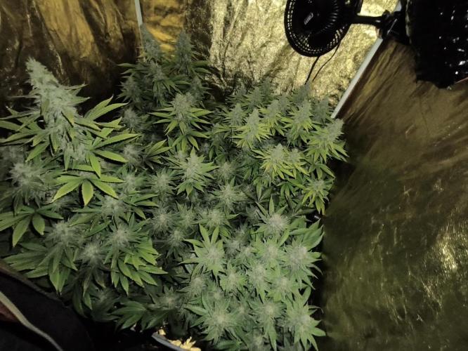 Frozen Black Cherry (Anesia Seeds). Week 14