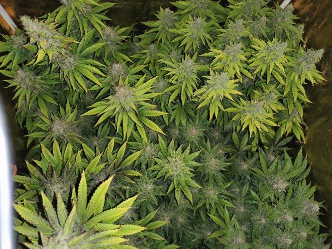 Frozen Black Cherry (Anesia Seeds). Week 14