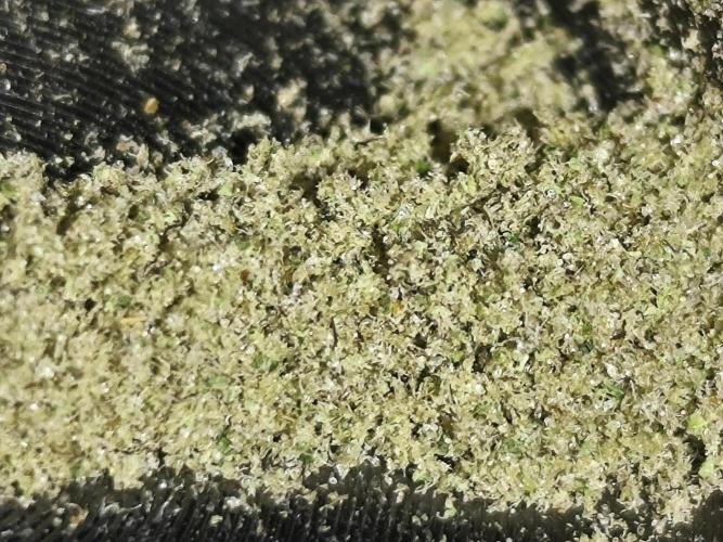 Frozen Black Cherry (Anesia Seeds). Week 14 - Kief from the grinder .