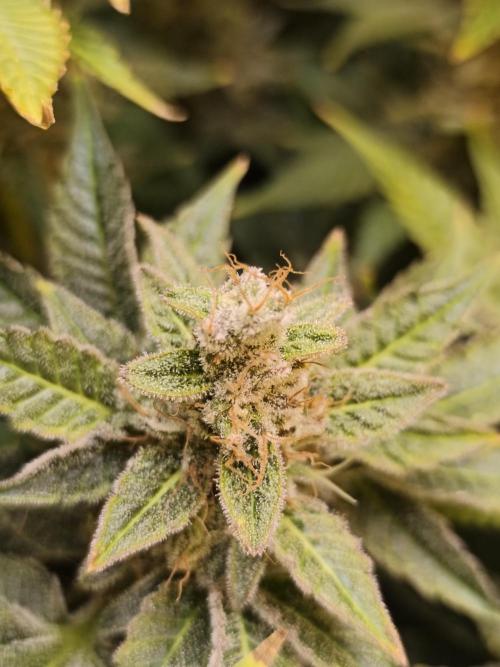 Frozen Black Cherry (Anesia Seeds). Week 15 - 103 days old 40 days of veg and 63 days of flower.
