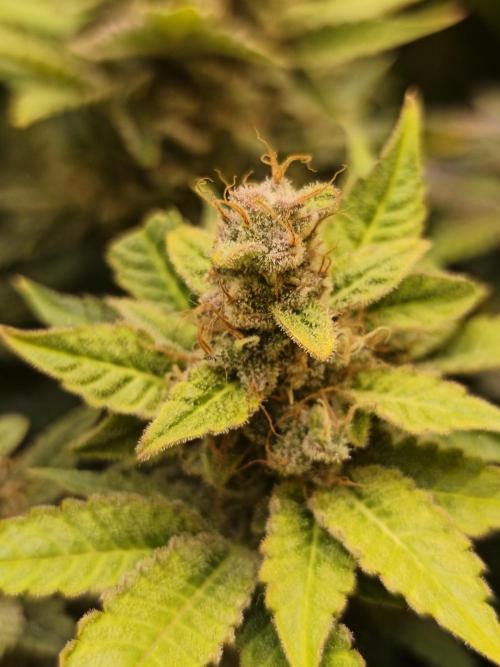 Frozen Black Cherry (Anesia Seeds). Week 15