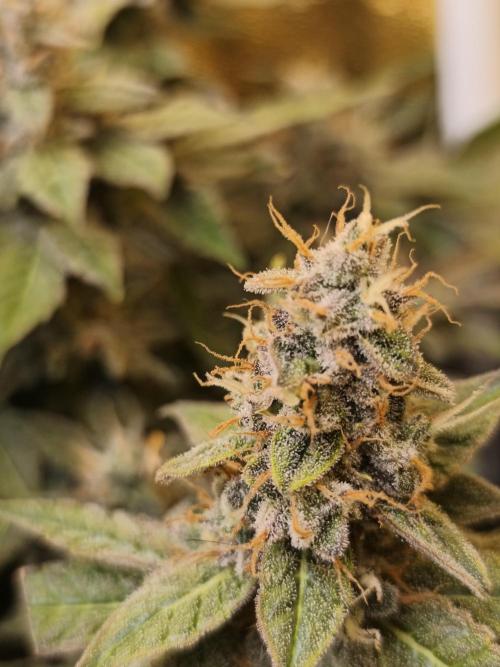 Frozen Black Cherry (Anesia Seeds). Week 15