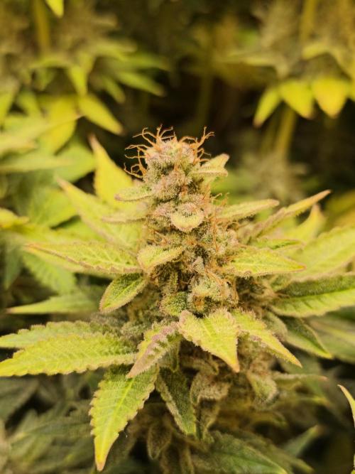 Frozen Black Cherry (Anesia Seeds). Week 15