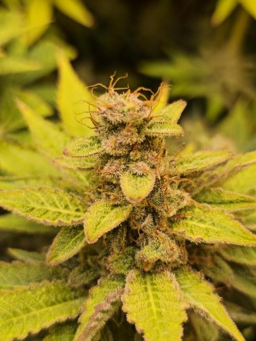 Frozen Black Cherry (Anesia Seeds). Week 15