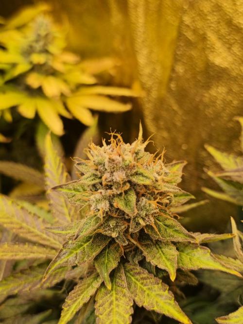Frozen Black Cherry (Anesia Seeds). Week 15