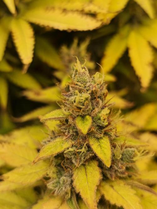Frozen Black Cherry (Anesia Seeds). Week 15