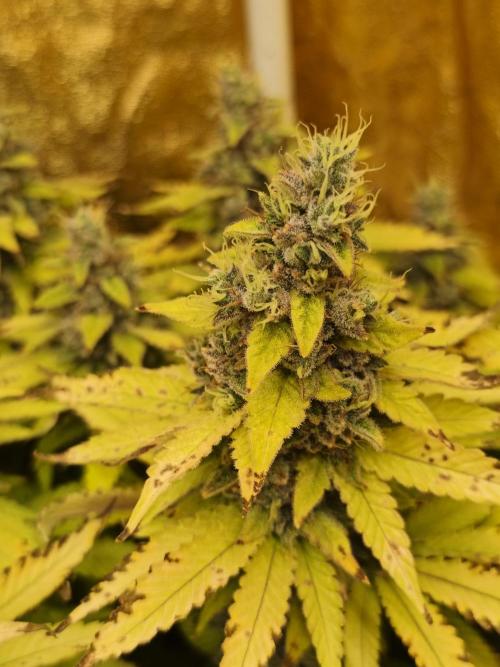 Frozen Black Cherry (Anesia Seeds). Week 15