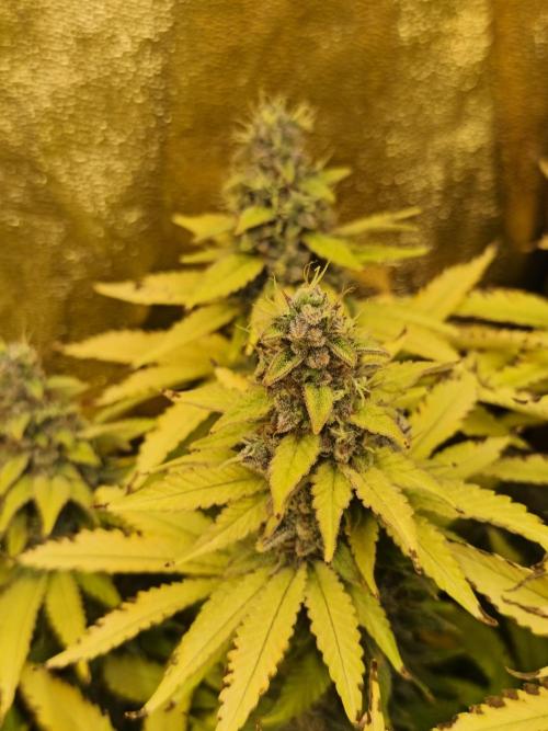 Frozen Black Cherry (Anesia Seeds). Week 15