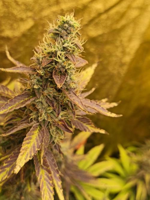 Frozen Black Cherry (Anesia Seeds). Week 15