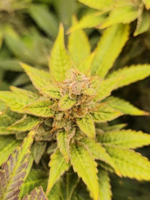 Frozen Black Cherry (Anesia Seeds). Week 15
