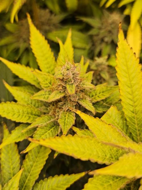 Frozen Black Cherry (Anesia Seeds). Week 15