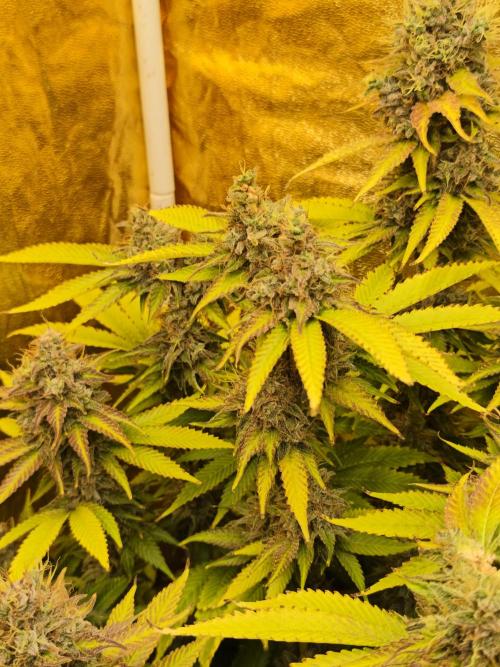 Frozen Black Cherry (Anesia Seeds). Week 15