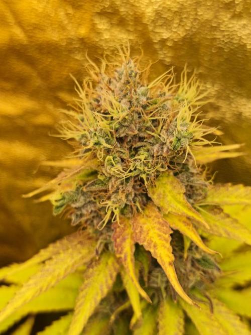 Frozen Black Cherry (Anesia Seeds). Week 15