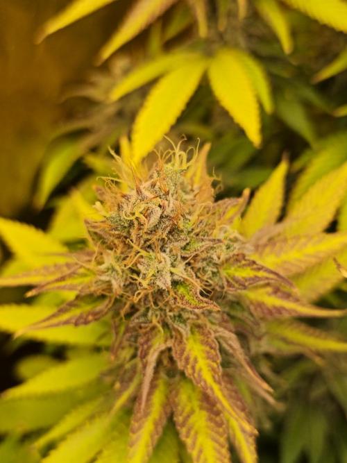 Frozen Black Cherry (Anesia Seeds). Week 15