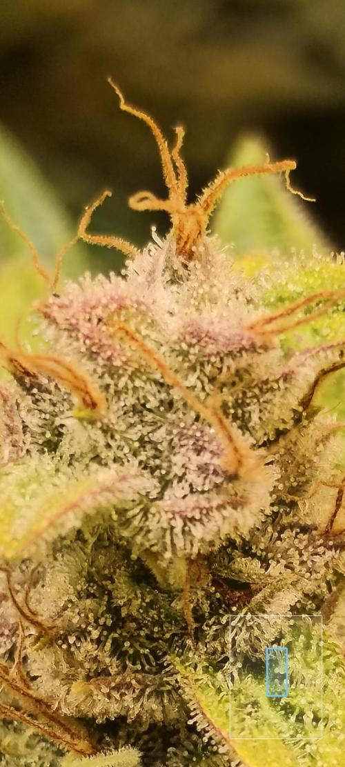 Frozen Black Cherry (Anesia Seeds). Week 15