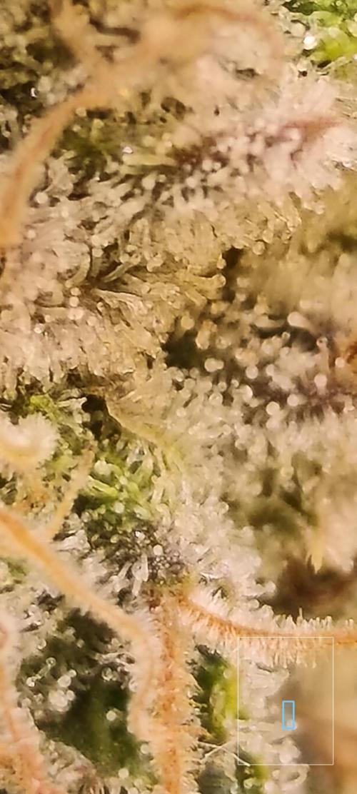 Frozen Black Cherry (Anesia Seeds). Week 15