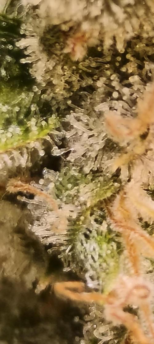 Frozen Black Cherry (Anesia Seeds). Week 15