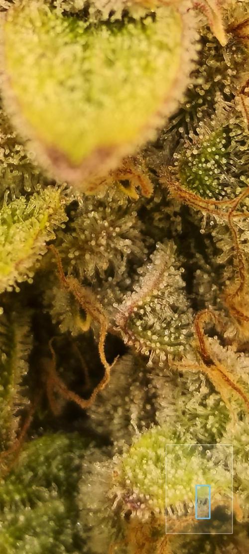 Frozen Black Cherry (Anesia Seeds). Week 15