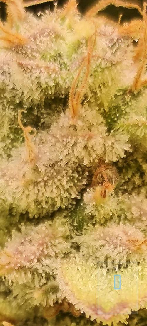 Frozen Black Cherry (Anesia Seeds). Week 15