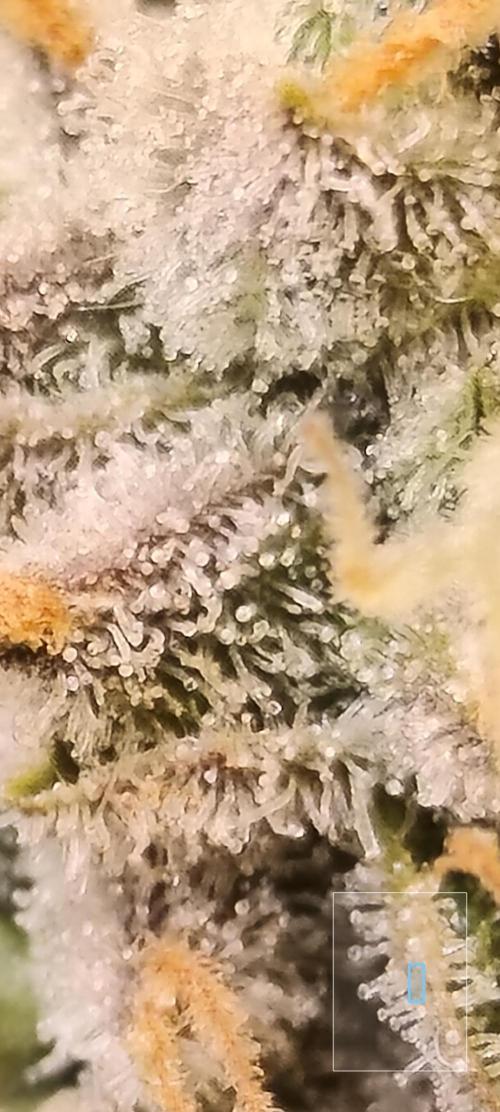 Frozen Black Cherry (Anesia Seeds). Week 15