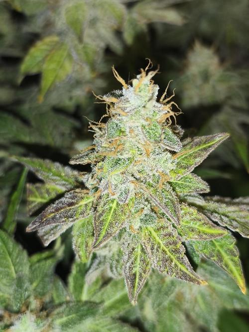 Frozen Black Cherry (Anesia Seeds). Week 16 - Day 110 . 40veg./70 Flo.
