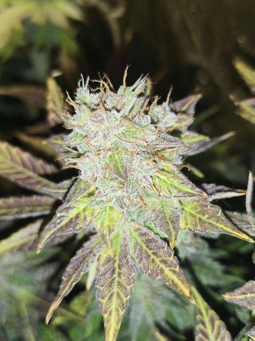 Frozen Black Cherry (Anesia Seeds). Week 16