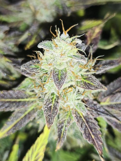 Frozen Black Cherry (Anesia Seeds). Week 16