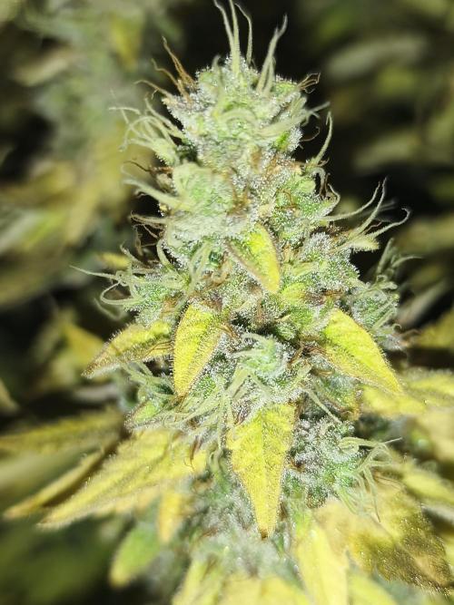 Frozen Black Cherry (Anesia Seeds). Week 16
