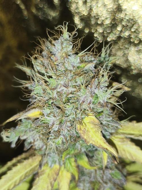 Frozen Black Cherry (Anesia Seeds). Week 16