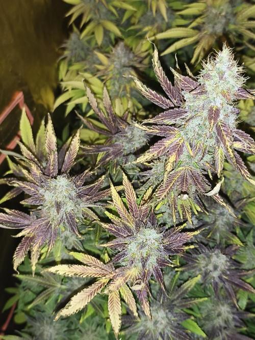 Frozen Black Cherry (Anesia Seeds). Week 16