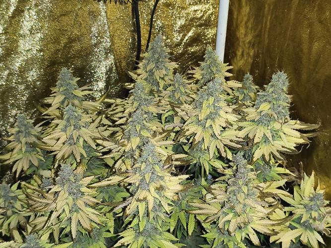 Frozen Black Cherry (Anesia Seeds). Week 16