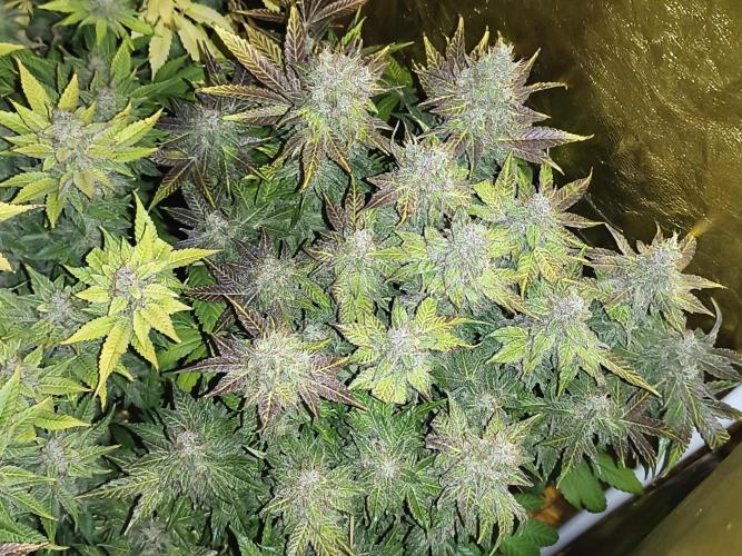 Frozen Black Cherry (Anesia Seeds). Week 16