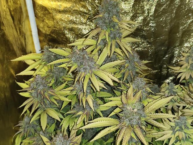 Frozen Black Cherry (Anesia Seeds). Week 16