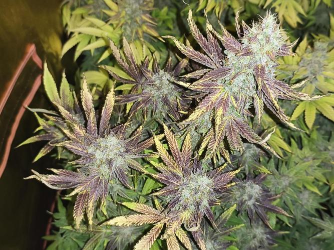 Frozen Black Cherry (Anesia Seeds). Week 16