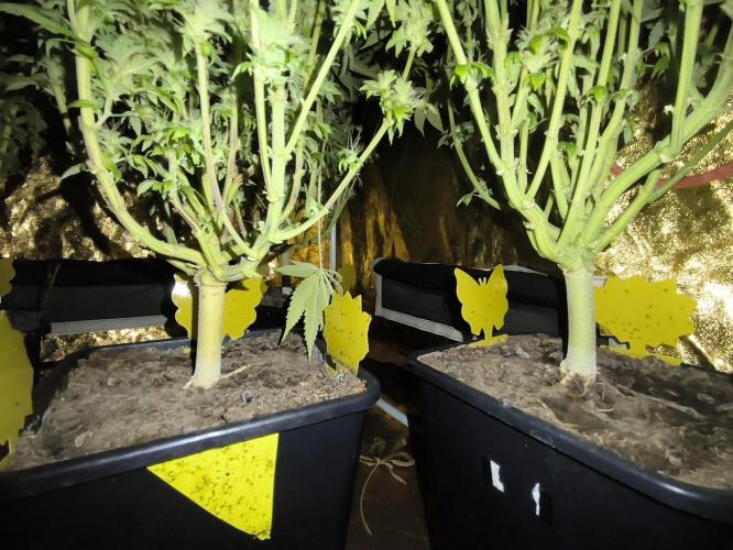Frozen Black Cherry (Anesia Seeds). Week 16
