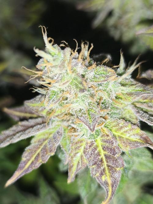 Frozen Black Cherry (Anesia Seeds). Week 16