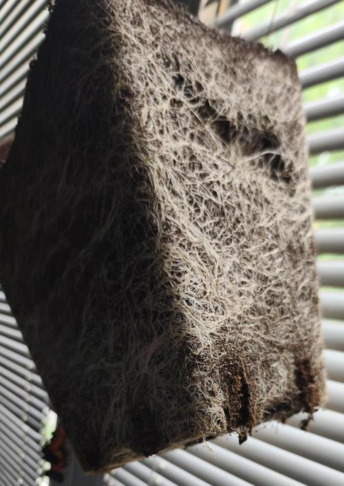 Frozen Black Cherry (Anesia Seeds). Week 16 - Day 111 harvest 