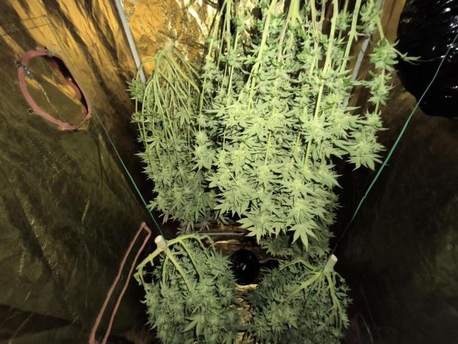 Frozen Black Cherry (Anesia Seeds). Week 16 - Day 111 harvest 