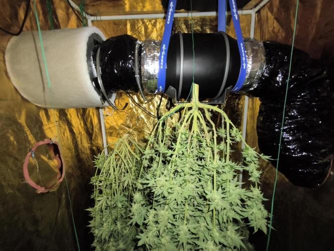 Frozen Black Cherry (Anesia Seeds). Week 16 - Day 111 