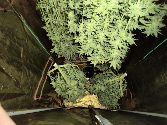 Frozen Black Cherry (Anesia Seeds). Week 16 - Day 111