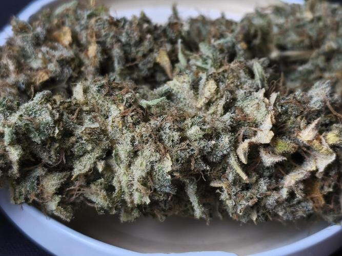Frozen Black Cherry (Anesia Seeds). Week 17