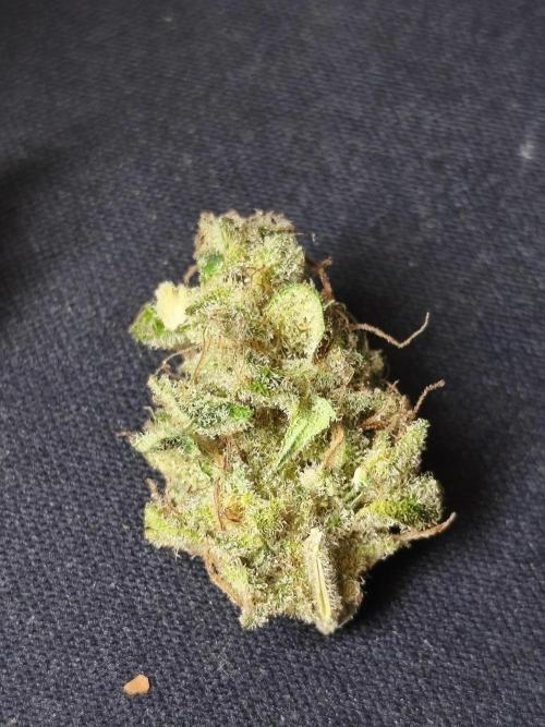 Frozen Black Cherry (Anesia Seeds). Week 17